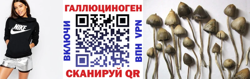Псилоцибиновые грибы мицелий  Жуков 
